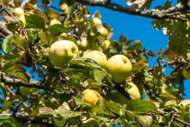 Kronstadt Amirallik Müzesi 'nin elma bahçesinde olgun elmalar..