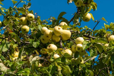 Kronstadt Amirallik Müzesi 'nin elma bahçesinde olgun elmalar..