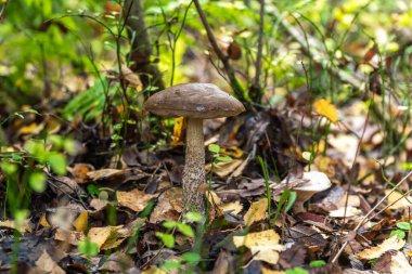Ormanlarda ve Leningrad bölgesinde sonbaharın başlarında çok sayıda yenilebilir boletus mantarı bulunur..