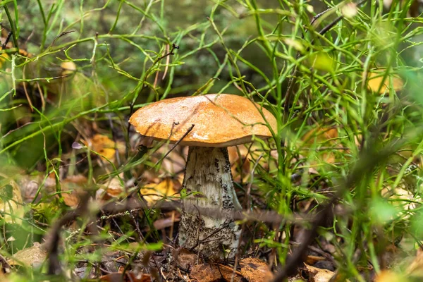 Rússia São Petersburgo Cogumelos Boleto Comestíveis São Encontrados Grande Número — Fotografia de Stock