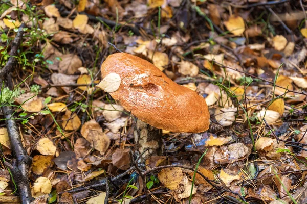 Rusia San Petersburgo Los Hongos Boletus Comestibles Encuentran Gran Número — Foto de Stock