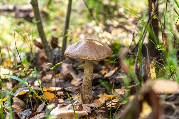 Os cogumelos de boleto comestíveis são encontrados em grande número no início do outono nas florestas e na região de Leningrado.. — Fotografia de Stock