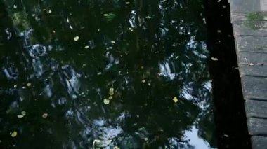 High-quality 18s close-up video of autumn leaves floating on lake water, filmed from an old wooden pier. A park bench and walking area create a tranquil, relaxing mood.