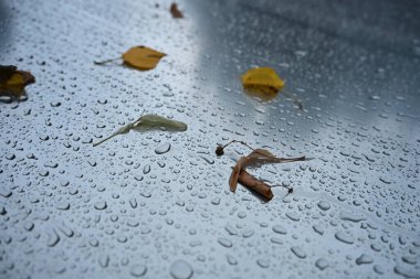 Islak metalik bir yüzeye yakın çekim yağmur damlaları ve birkaç düşen yaprak. Bu görüntü, soğuk bir sonbahar havasını çağrıştırıyor. Kapalı bir yerde olmanın rahatlatıcı rahatlığıyla çelişiyor..