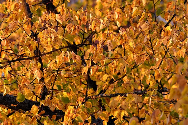 秋天的树叶在阳光下闪耀着黄色和金色的光芒 — 图库照片