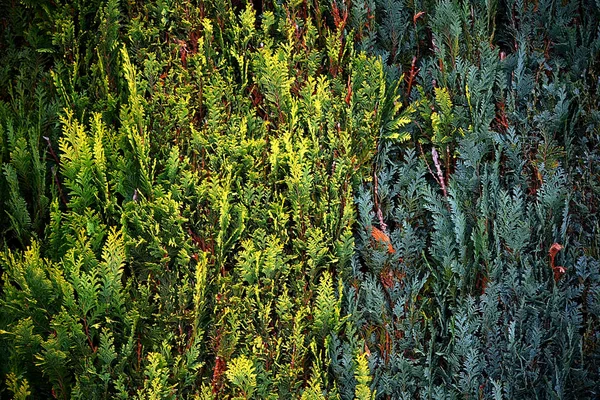 Montanhas Florestas Schsische Schweiz Osterzgebirge Estado Livre Saxônia Leste Alemanha — Fotografia de Stock