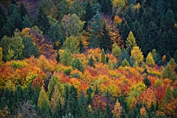 Montañas Bosques Schsische Schweiz Osterzgebirge Estado Libre Sajonia Este Alemania —  Fotos de Stock