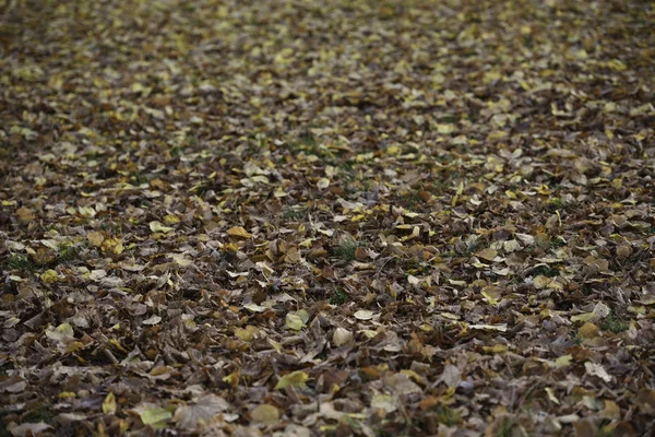 Kahverengi ve altın yere kış yaklaşırken yaprak