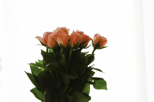 Pembe gül ile kaynaklanıyor ve beyaz arka plan karşı bir vazoda bırakır