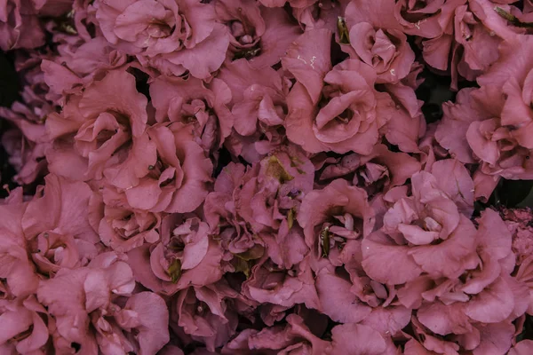 Renkli çiçek ve yaprakları 