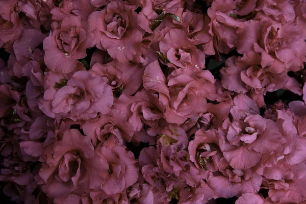 Renkli çiçek ve yaprakları 