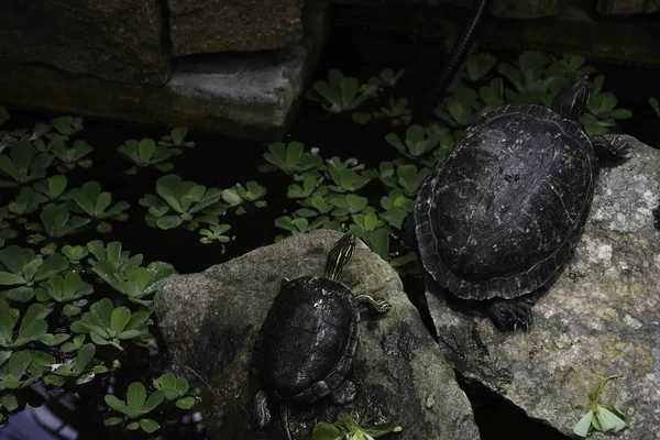 Bahçe gölet kaplumbağalar