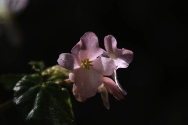 Renkli çiçek ve yaprakları 