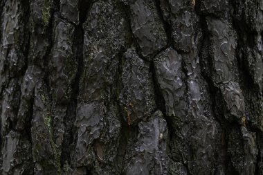 Bir ağaç üzerinde koyu kabuk Close-up