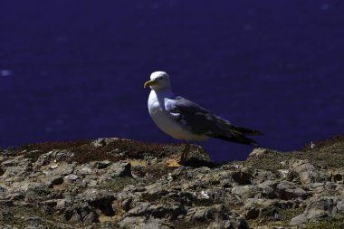 Algarve, Güney Portekiz shoreline çevre Sagres görülen kıta Avrupa Atlantik buluştuğu bir uçurumun üzerinde bir martı