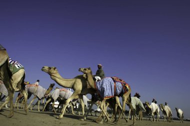 Dubai, Birleşik Arap Emirlikleri - 2005: Yarış deve binicileri onların sürüsü Nad Al Sheba eğitim yerden kalem ve ahır Dubai yakınındaki geçer