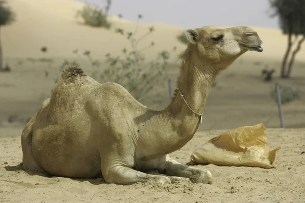 Dubai Emirados Árabes Unidos 2005 Camelos Uma Fazenda Deserto Perto — Fotografia de Stock