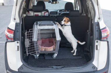 Jack Russell Terrier Araba Bagajında Seyyar Taşıyıcı Köpeği