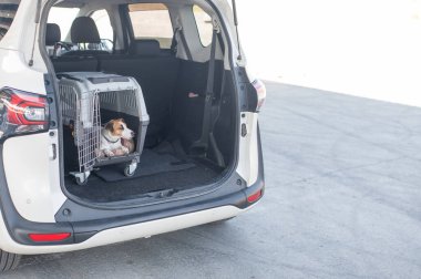 Jack Russell Terrier Araba Bagajında Seyyar Taşıyıcı Köpeği