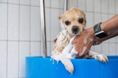 Bakımda sevimli bir Pomeranian. Köpek duşta.