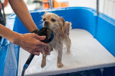 Bakımda sevimli bir Pomeranian. Köpek duşta.