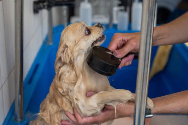 Bakımda sevimli bir Pomeranian. Köpek duşta.