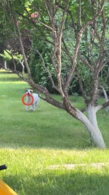 Jack Russell Terrier köpeği Çekiciyle oynuyor