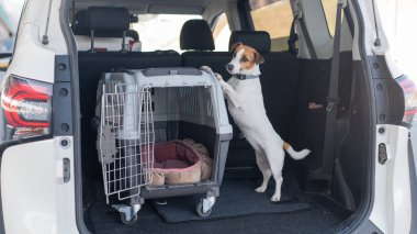 Jack Russell Terrier Araba Bagajında Seyyar Taşıyıcı Köpeği