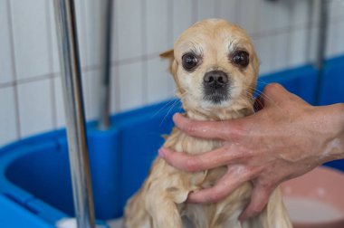 Bakımda sevimli bir Pomeranian. Köpek duşta.