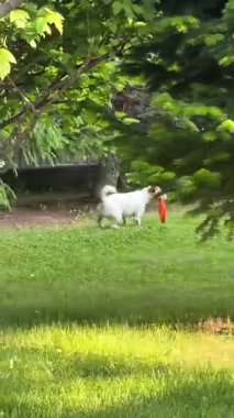 Jack Russell Terrier köpeği Çekiciyle oynuyor