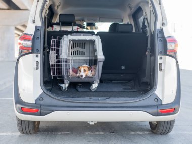 Jack Russell Terrier Araba Bagajında Seyyar Taşıyıcı Köpeği