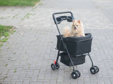 Evcil bebek arabasında şirin bir köpek.