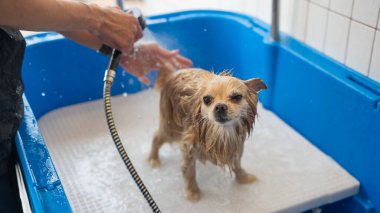 Bakımda sevimli bir Pomeranian. Köpek duşta.