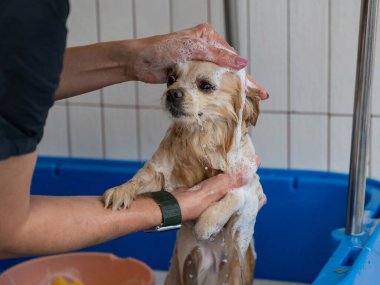Bakımda sevimli bir Pomeranian. Köpek duşta.