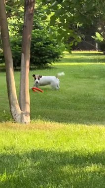 Jack Russell Terrier köpeği Çekiciyle oynuyor