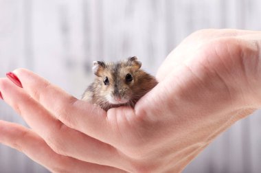 Küçük bir komik hayvan bir kadın eli ile kırmızı manikür oturur. Minyatür hamster şiddetle onun pençeleri losyonları. Kabarık ve sevimli Dzhungar hamster evde.