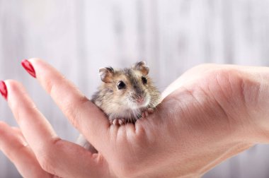 Küçük bir komik hayvan bir kadın eli ile kırmızı manikür oturur. Minyatür hamster şiddetle onun pençeleri losyonları. Kabarık ve sevimli Dzhungar hamster evde.