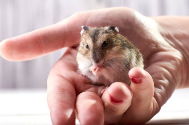 Küçük bir komik hayvan bir kadın eli ile kırmızı manikür oturur. Minyatür hamster şiddetle onun pençeleri losyonları. Kabarık ve sevimli Dzhungar hamster evde.