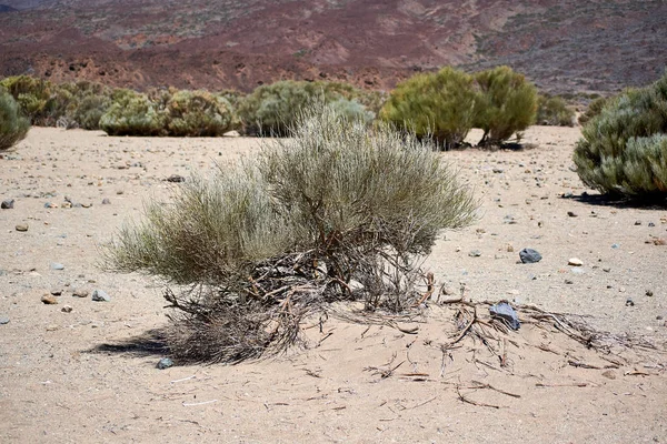 Dried bush in the desert. Withered plant because of the heat on the street. Wild nature of Africa, Asia, Europe, America, Australia. Beautiful mountains in the summer heat in the background.