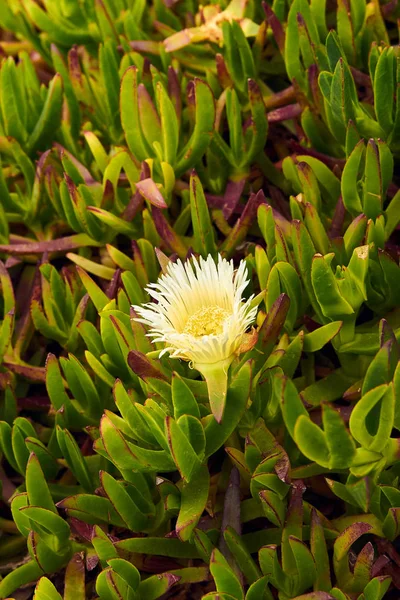 Fantástica Extraña Flor Mágica Hadas Flor Mullida Amarilla Sobre Fondo —  Fotos de Stock