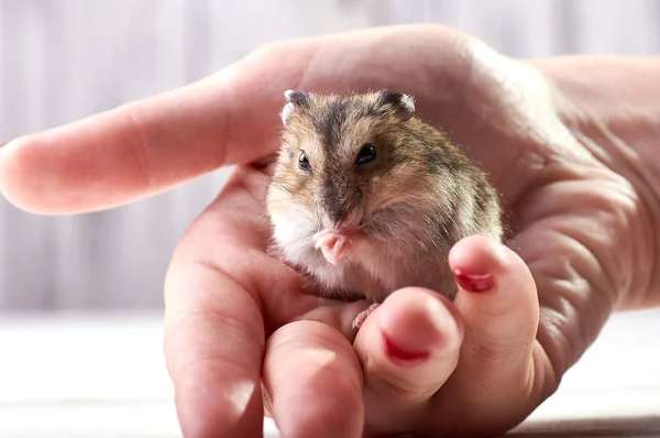 Pequeño Animal Divertido Sienta Mano Una Mujer Con Una Manicura —  Fotos de Stock