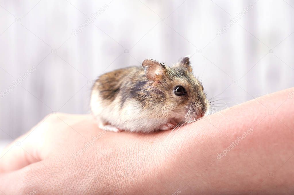 A small funny animal sits on a woman's hand with a red manicure. Miniature hamster viciously rubs his paws. Fluffy and cute Dzhungar hamster at home.