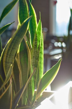 Güzel bir houseplant popüler adda 