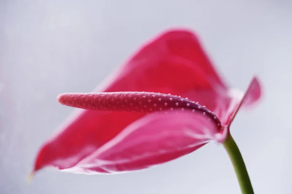 Gently pink opening of a flower of an orchid on a green stem in beautiful natural light