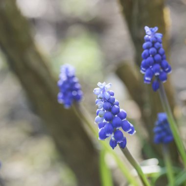 Erken baharda, arka plan güzel menekşe lavanta çiçekli