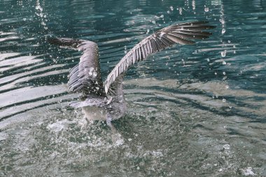 büyük su gri beyaz kuş kanatlarını sıçraması ile yayılan suya dalıyor