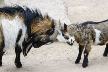 kavramsal çatışma görüntüsünü, iki genç ve yaşlı keçi azgın vardır