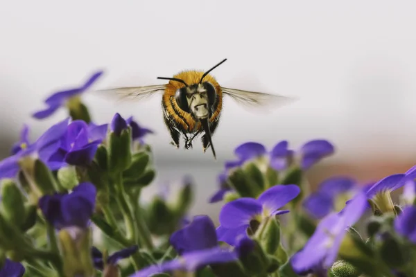 Güzel Bal Arısı Uçuş Sulu Mor Çiçeklerden Nektar Toplar — Stok fotoğraf