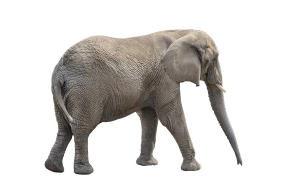Μεγάλο Γκρι Ελέφαντας Που Απομονώνονται Λευκό Φόντο — Φωτογραφία Αρχείου
