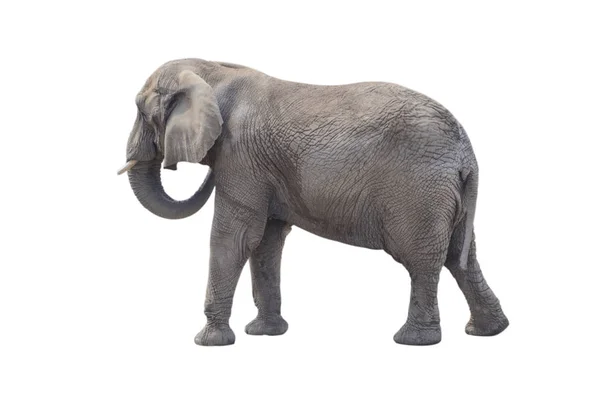 Grote Grijze Olifant Geïsoleerd Witte Achtergrond — Stockfoto